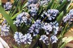Foto Hyacinthella Pallasiana, svijetlo plava