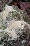Kipslill Aretioides