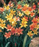 Bilde Cape Tulipan, orange