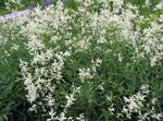 Foto Kæmpe Fleeceflower, Hvid Fleece Blomst, Hvid Dragen, hvid