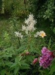 Γίγαντας Fleeceflower, Λευκό Fleece Λουλούδι, Άσπρο Δράκο