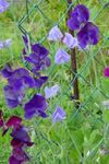 kuva Tuoksuherne, violetti