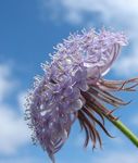 fotografija Modra Čipke Cvet, Rottnest Island Daisy, lila