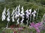 kuva Enkelin Onki, Keiju Sauva, Wandflower, valkoinen