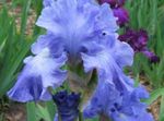 სურათი Iris, ღია ლურჯი