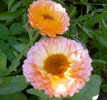 სურათი Pot Marigold, ვარდისფერი