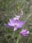 fénykép Fű Rózsaszín Orchidea, halványlila