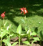 Canna Lily, Indiai Lövés Növény