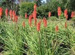 Photo Red hot poker, Torch Lily, Tritoma, red