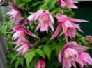 フォト Atragene、小花の咲くクレマチス, ピンク