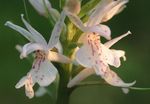 fénykép Illatos Orchidea, Szúnyog Bibircsvirág, fehér
