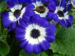 fotoğraf Çiçekçi Cineraria, mavi