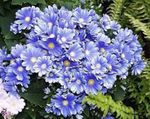 Bilde Blomsterhandler Cineraria, lyse blå