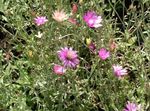 Fil Evigt, Hedblomster, Strawflower, Papper Daisy, Eviga Daisy, rosa