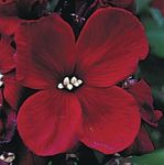 mynd Wallflower, Cheiranthus, burgundy