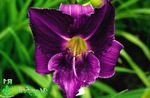 Fil Daylily, violett