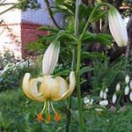 Photo Martagon Lily, Common Turk's Cap Lily, yellow
