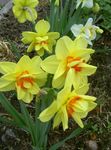 mynd Daffodil, gulur