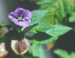 Foto Shoofly Pflanze, Apfel Von Peru, lila