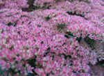 Photo Stonecrop Showy, lilac