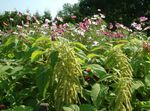 fotoğraf Amaranthus, Aşk-Yalan-Kanaması, Kiwicha, yeşil