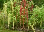 Amaranthus, სიყვარული ტყუილების-სისხლდენა, Kiwicha