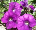 fotografija Petunia, vijolična