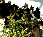 kuva Petunia, musta