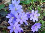 Bilde Liverleaf, Liverwort, Roundlobe Hepatica, lyse blå