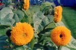 Foto Saulespuķe, oranžs