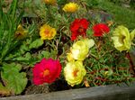 Bilde Sol Plante, Portulaca, Rose Moss, rød