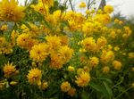 fénykép Fekete Szemű Susan, Keleti Kasvirág, Narancs Kasvirág, Mutatós Kasvirág, sárga