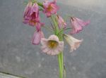 fotografija Okronati Cesarske Fritillaria, roza