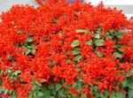 Fil Scarlet Salvia, Röd Salvia, röd