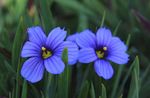 foto Stout Blue-Eyed Gras, Blue Eye-Grass, lichtblauw