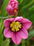 Foto Sparaxis, Harlekin Cvijet, ružičasta