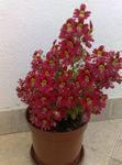 Foto Arme-Leute-Orchidee, Schmetterling Blume, rot