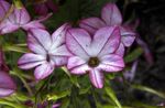 foto Tabaco Florescimento, lilás