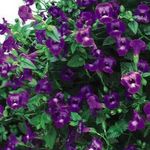 kuva Klovni Kukka, Kolmiotukivarret Kukka, violetti