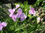 Foto Virginia Spiderwort, Gospina Suze, ružičasta