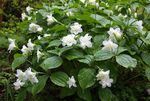 fotoğraf Trillium, Wakerobin, Tri Çiçek, Birthroot, beyaz
