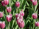 სურათი Tulip, ვარდისფერი