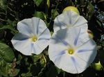 foto Gloria Di Mattina, Fiore Blu Alba, bianco