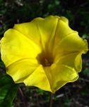 fotografie Pupenec, Modrý Svitania Kvetina, žltá