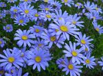 fotografija Modra Daisy, Modra Marguerite, svetlo modra