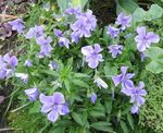 Bilde Horned Stemorsblomst, Horned Violet, lyse blå