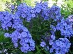 სურათი ბაღში Phlox, ღია ლურჯი