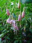 Foto Kaprifolium Fuchsia, pink