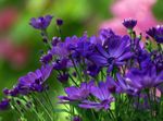фотографија Цвећара Мама, Мама Лонац, плави