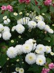 Foto Blomsterhandler Mor, Pot Mum, hvid